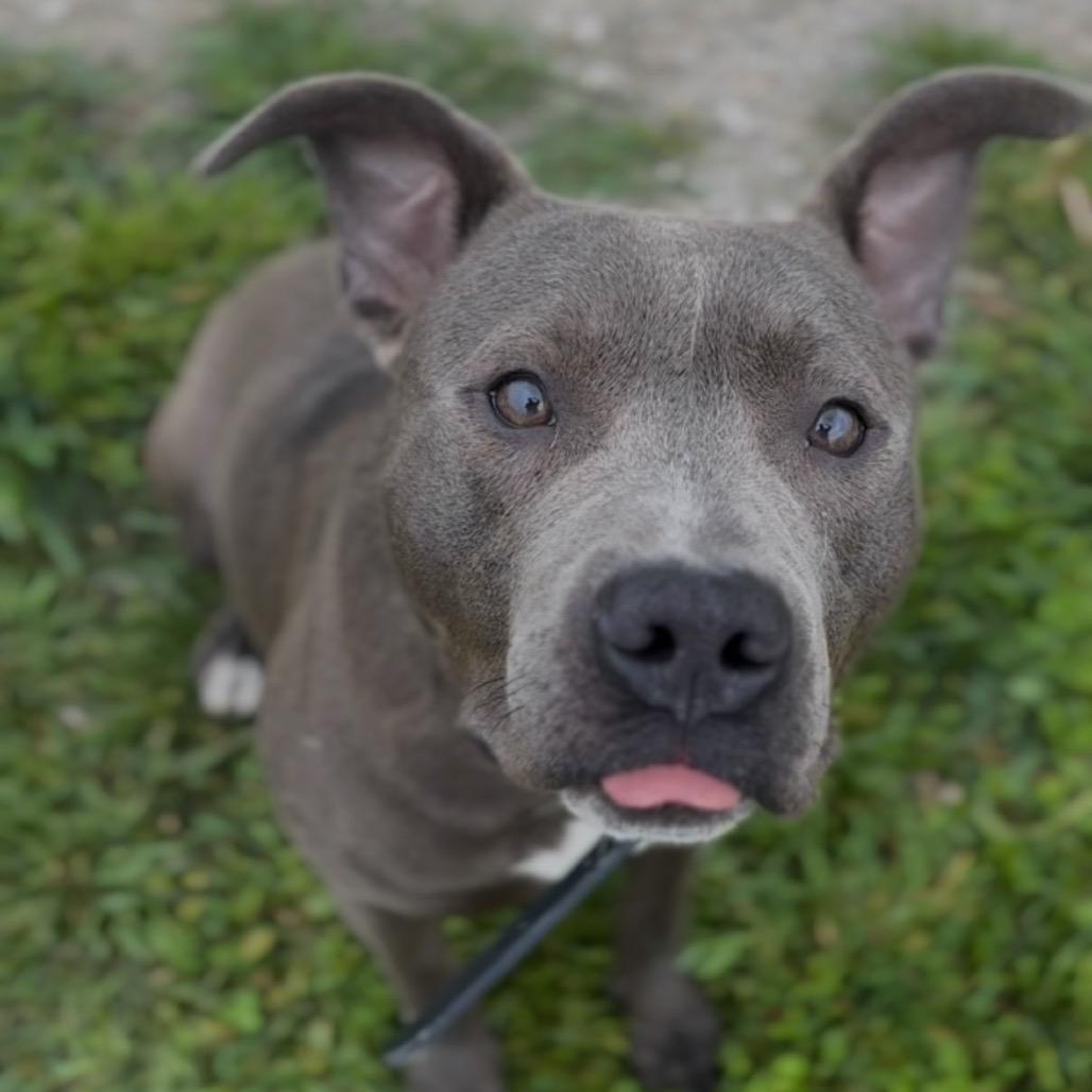Enlarge Pinball, a Adoptable Pit Bull Terrier in Independence, KS image 1/5
