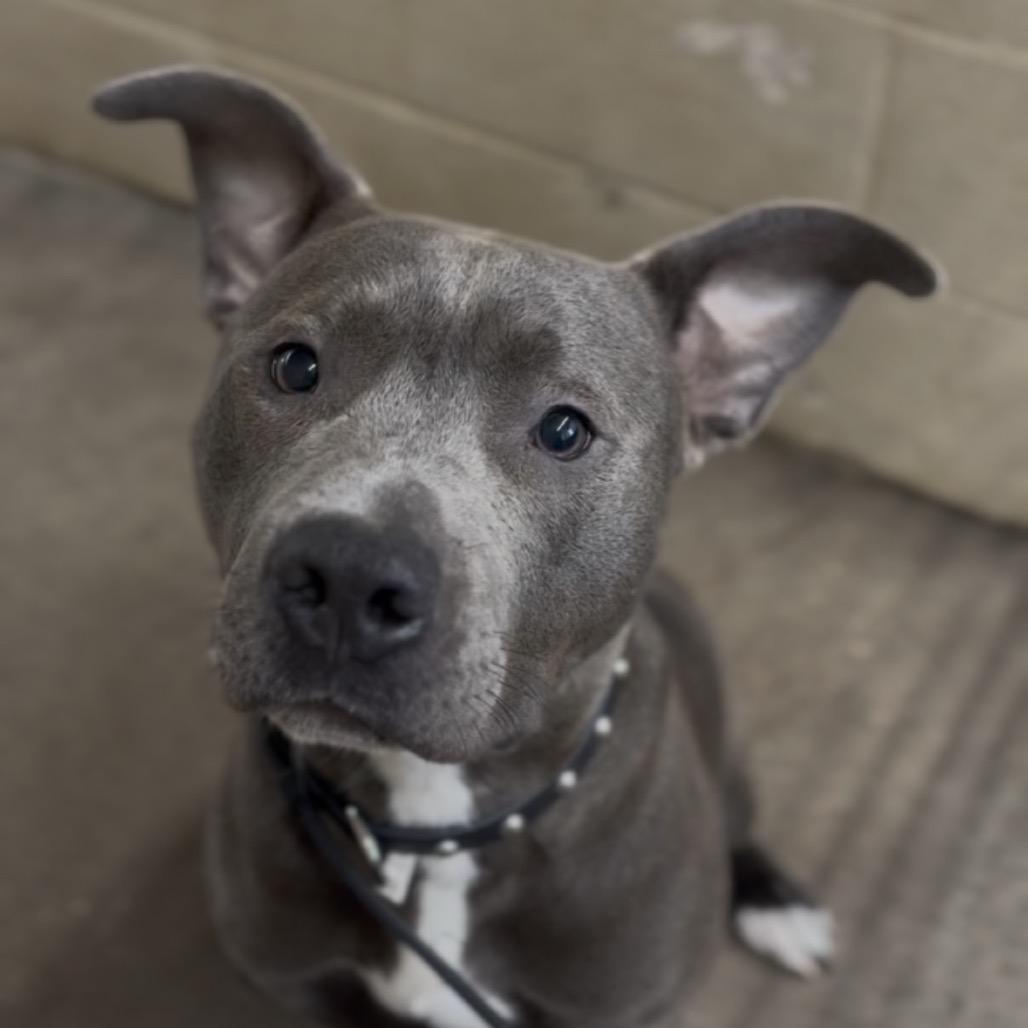 Enlarge Pinball, a Adoptable Pit Bull Terrier in Independence, KS image 2/5