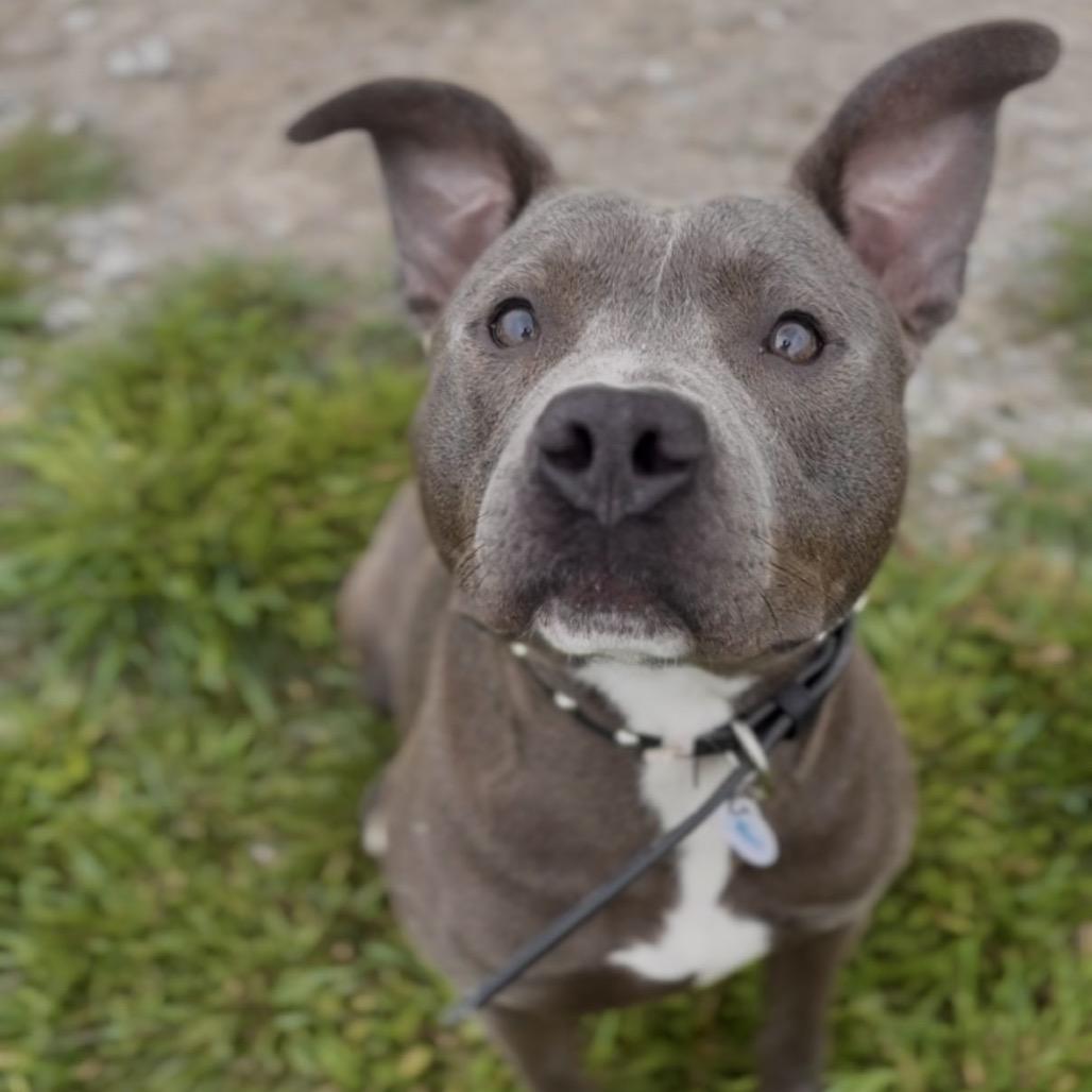 Enlarge Pinball, a Adoptable Pit Bull Terrier in Independence, KS image 3/5