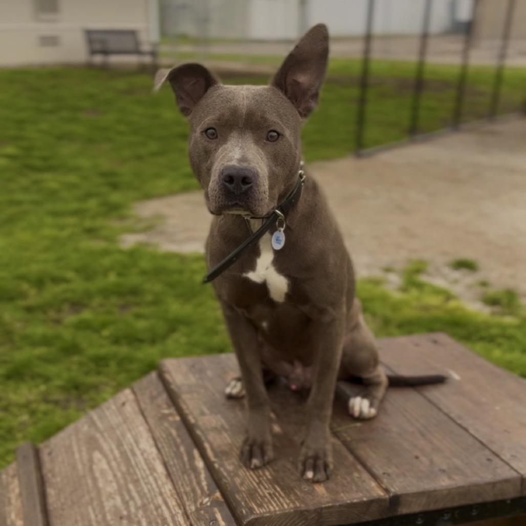 Enlarge Pinball, a Adoptable Pit Bull Terrier in Independence, KS image 4/5