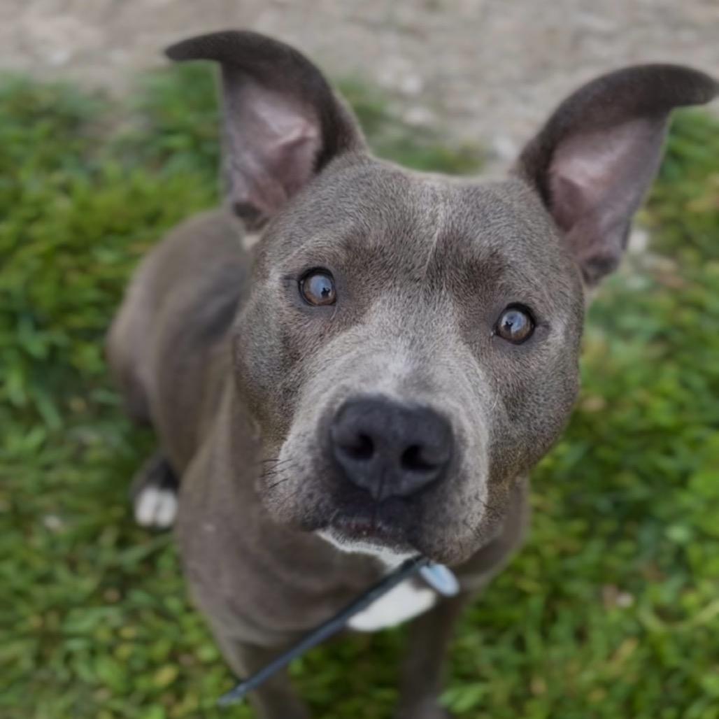Enlarge Pinball, a Adoptable Pit Bull Terrier in Independence, KS image 5/5