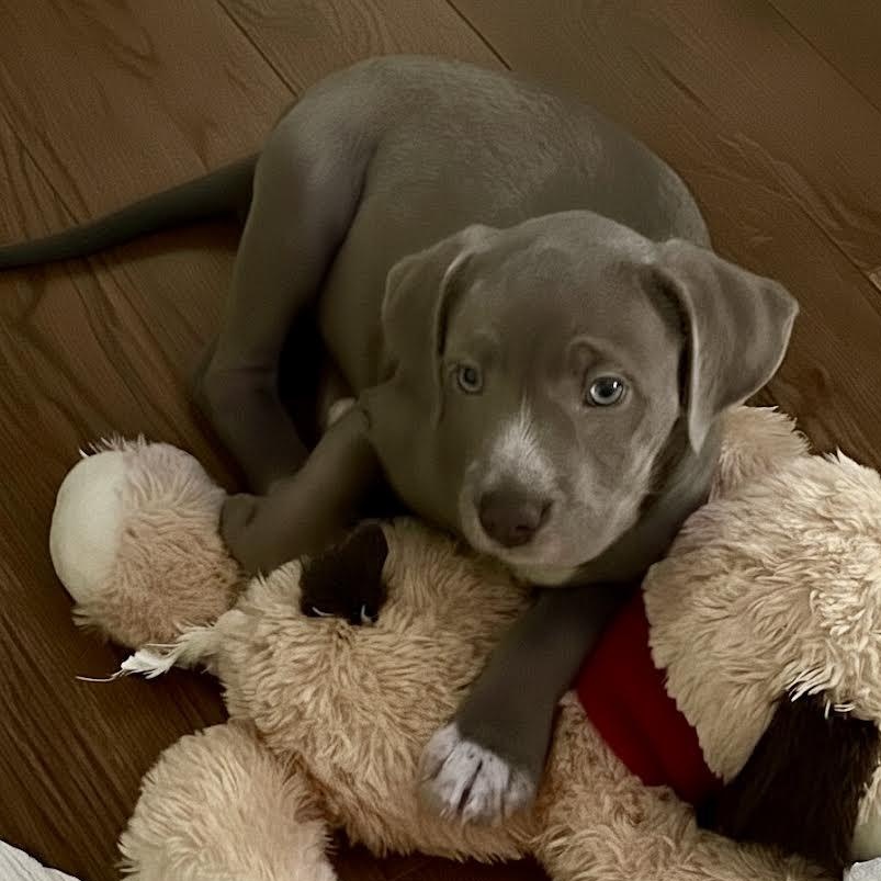 Enlarge Merrill, a ADOPTABLE mixed breed in Midlothian, VA image 6/6