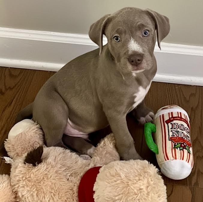 Enlarge Merrill, a ADOPTABLE mixed breed in Midlothian, VA image 4/6