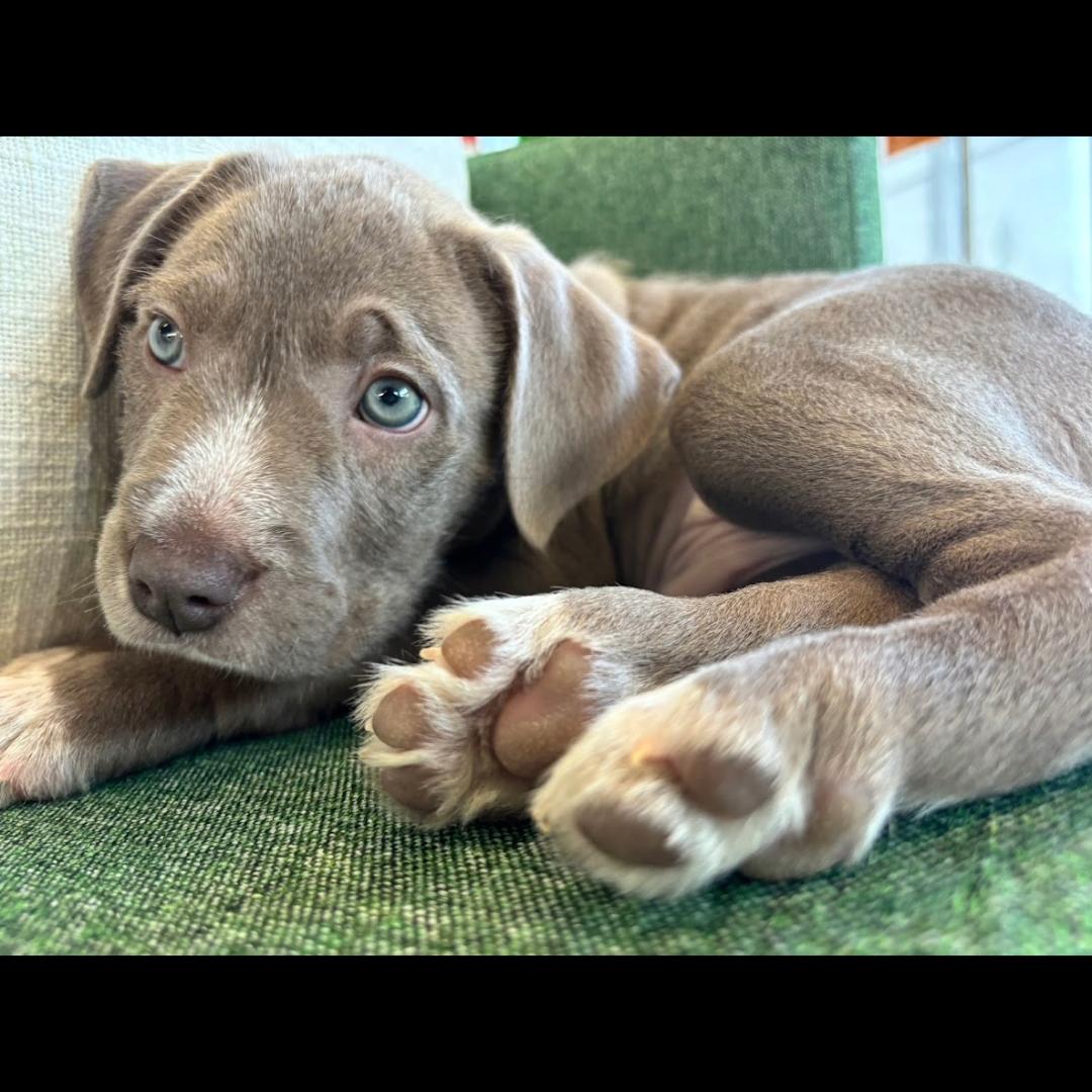 Enlarge Merrill, a ADOPTABLE mixed breed in Midlothian, VA image 2/6