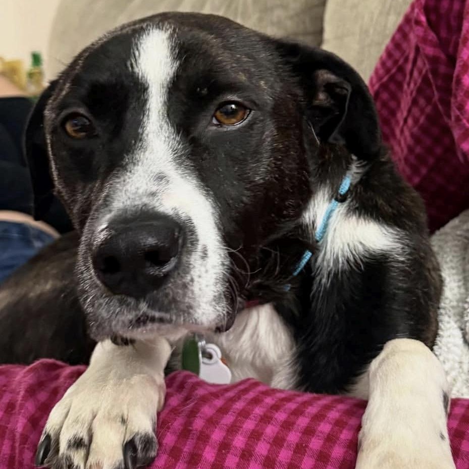 Frankie, ADOPTABLE, Adult Male Labrador Retriever & Hound.