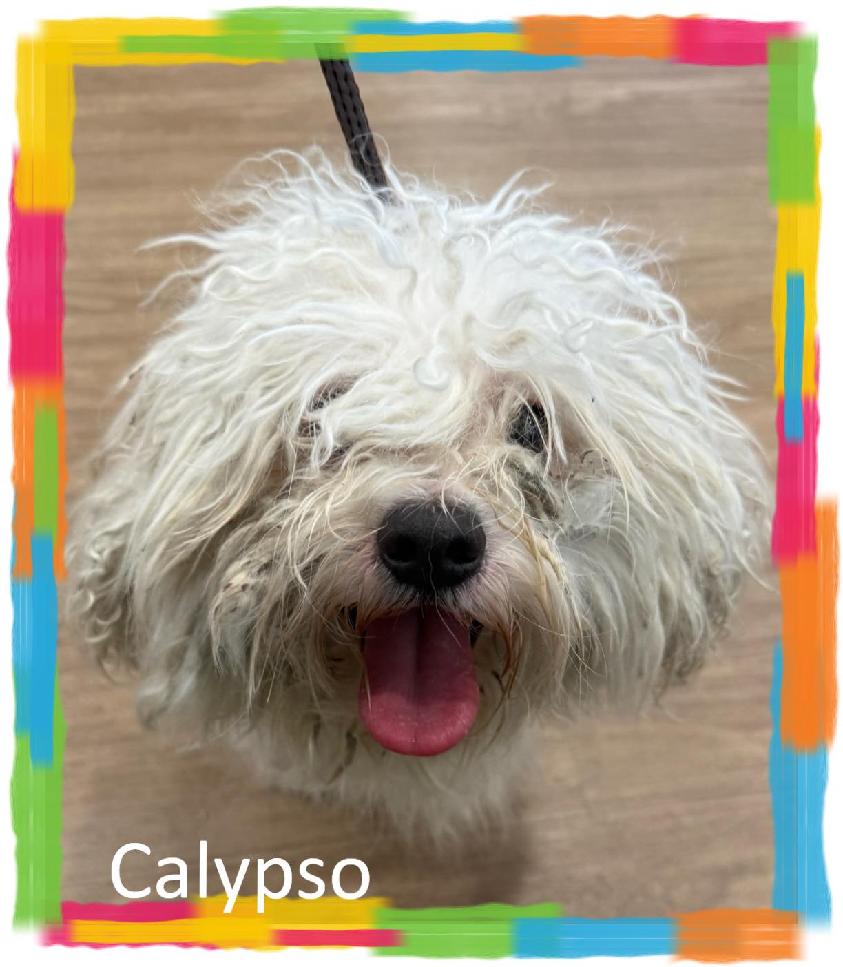 Enlarge Calypso - IL, a ADOPTABLE Bichon Frise in Cicero, IL image 1/1