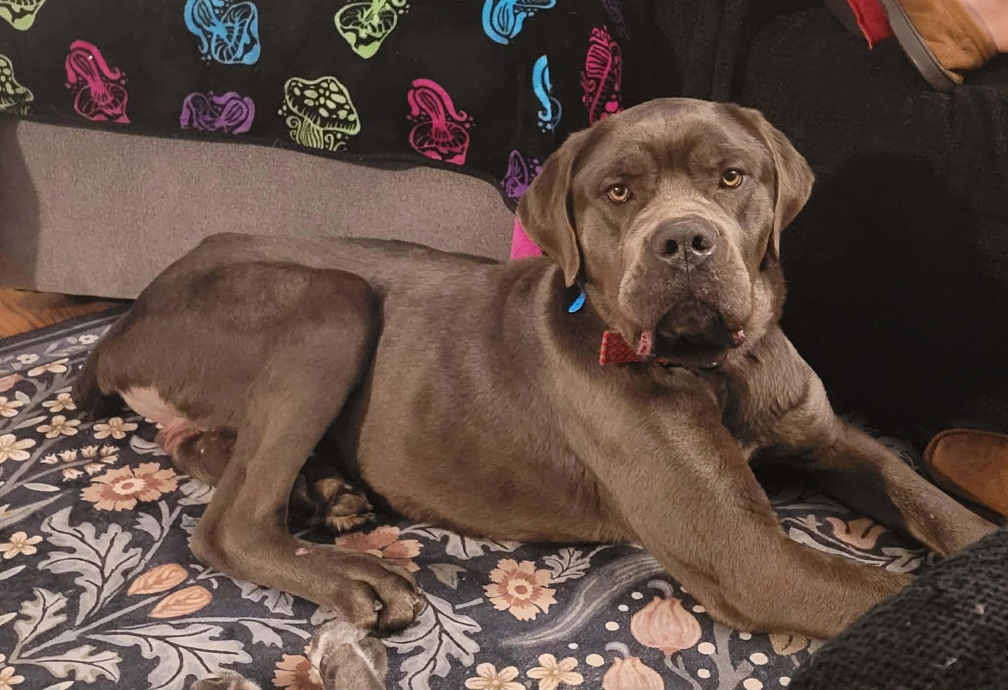 Enlarge Elvis Presley, a Hold mixed breed in Troy, MI image 1/5