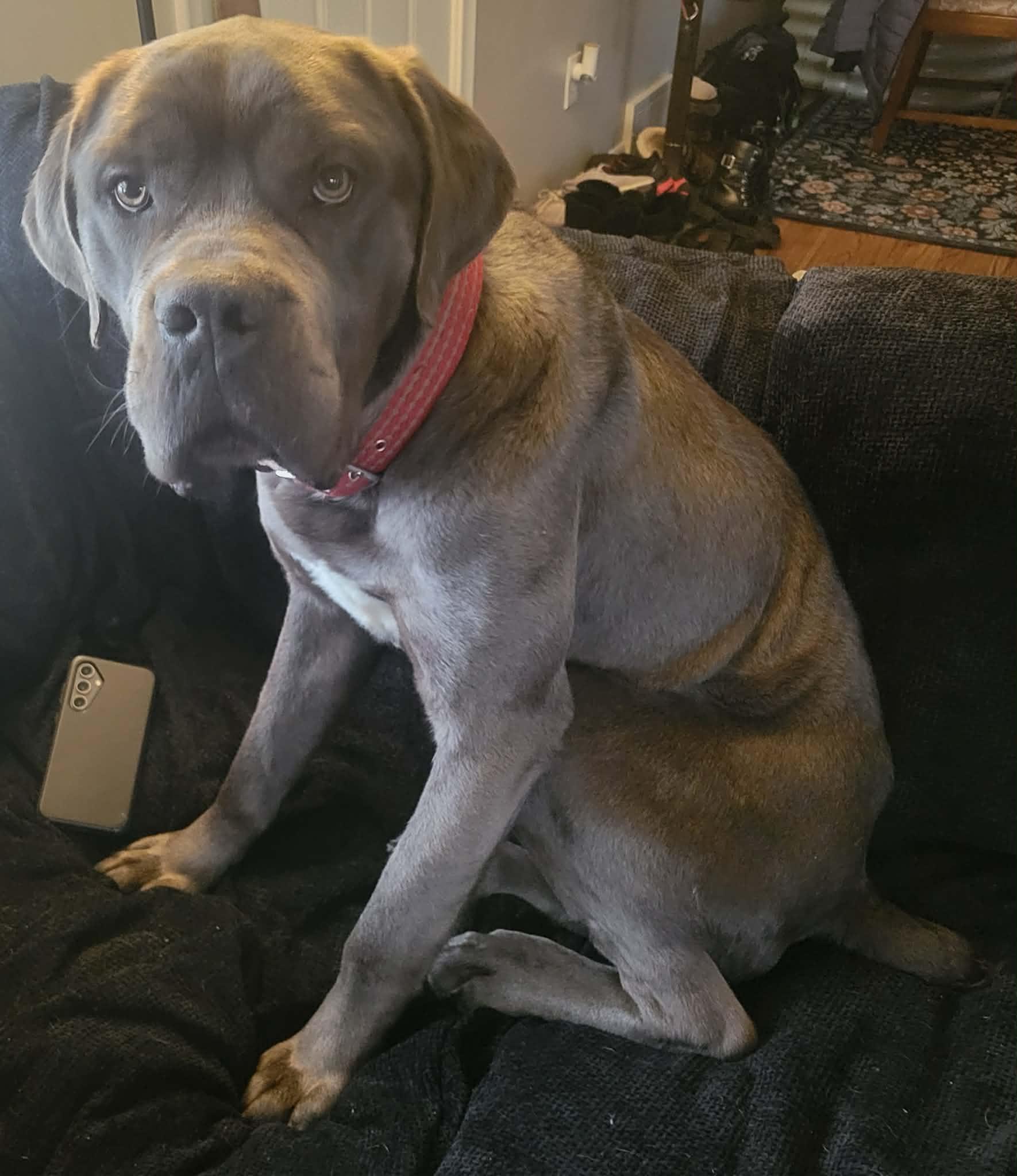 Enlarge Elvis Presley, a Hold mixed breed in Troy, MI image 2/5