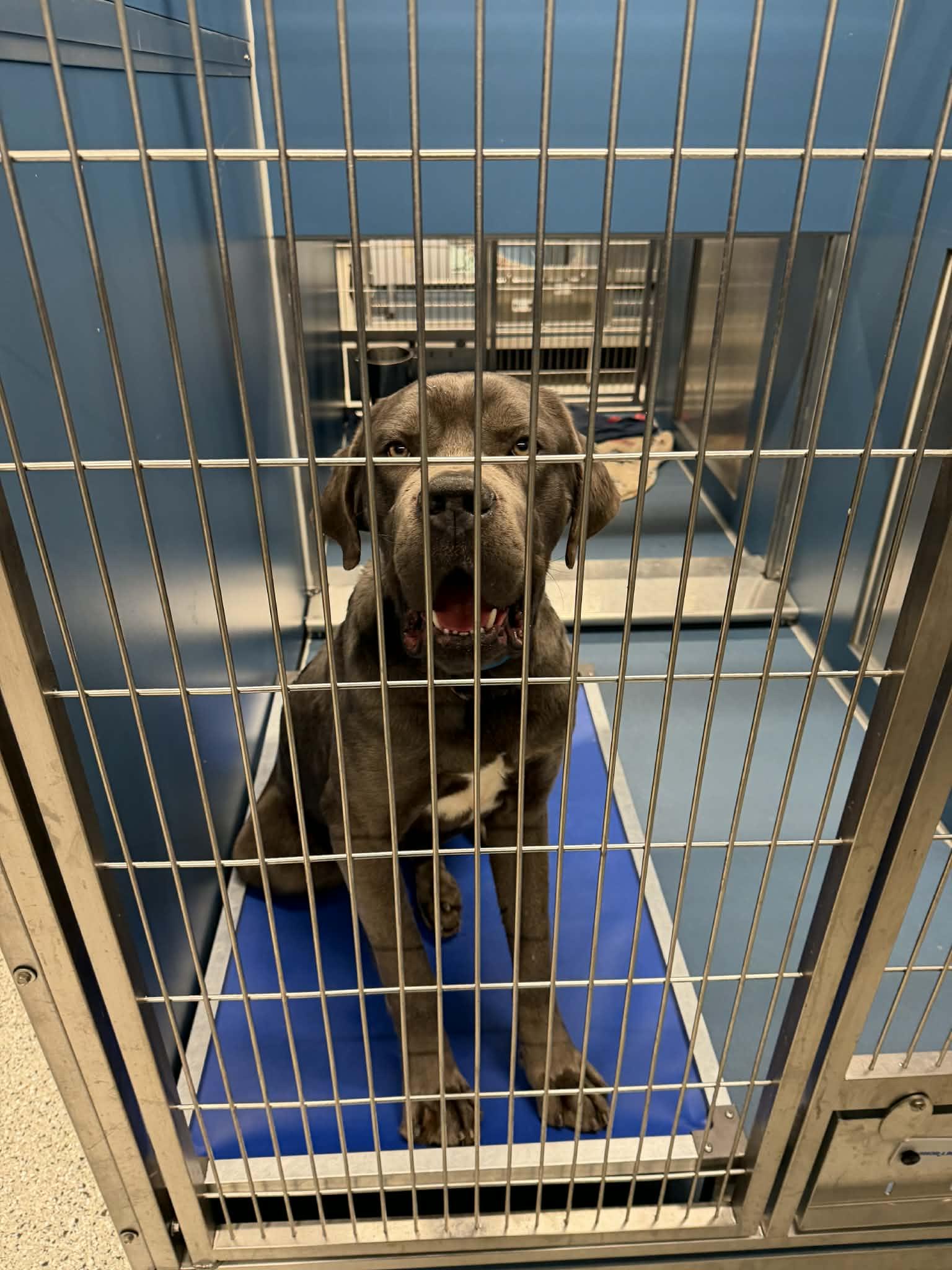 Enlarge Elvis Presley, a Hold mixed breed in Troy, MI image 3/5