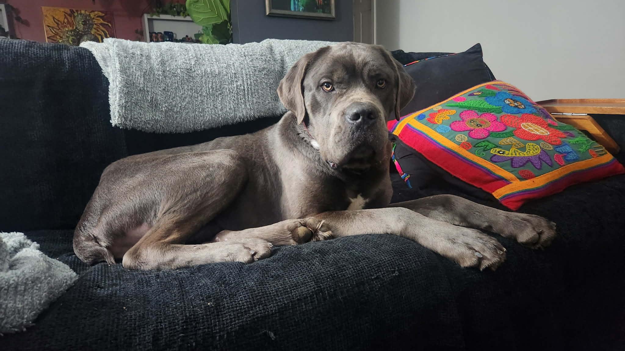 Enlarge Elvis Presley, a Hold mixed breed in Troy, MI image 4/5