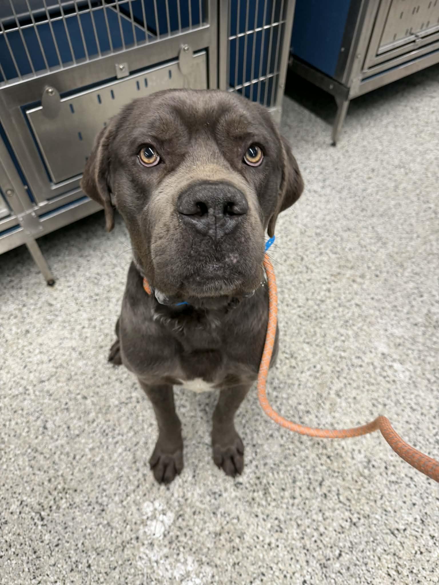 Enlarge Elvis Presley, a Hold mixed breed in Troy, MI image 5/5