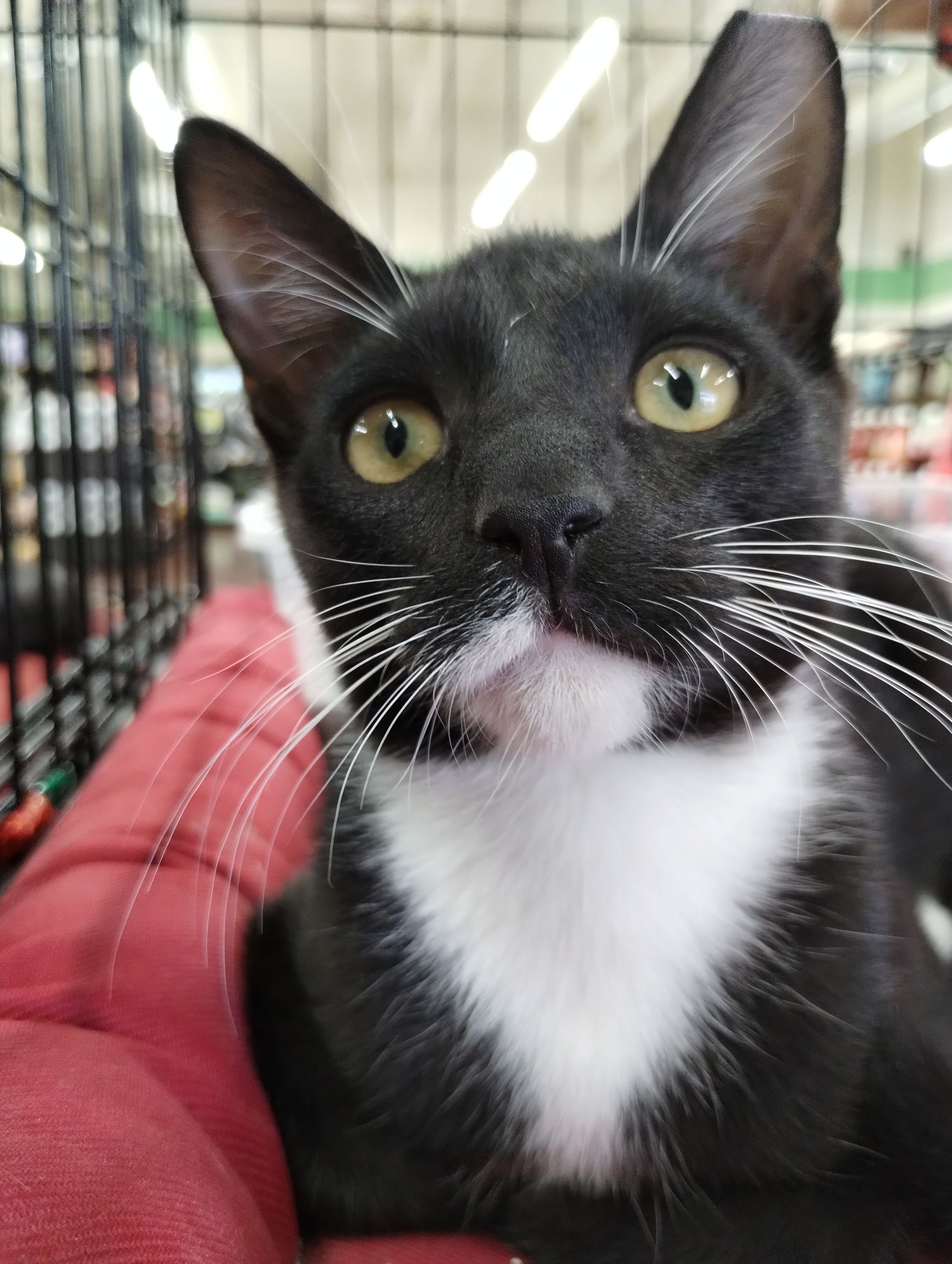 Marco, a Adoptable Domestic Short Hair in Chandler, AZ image 1/2