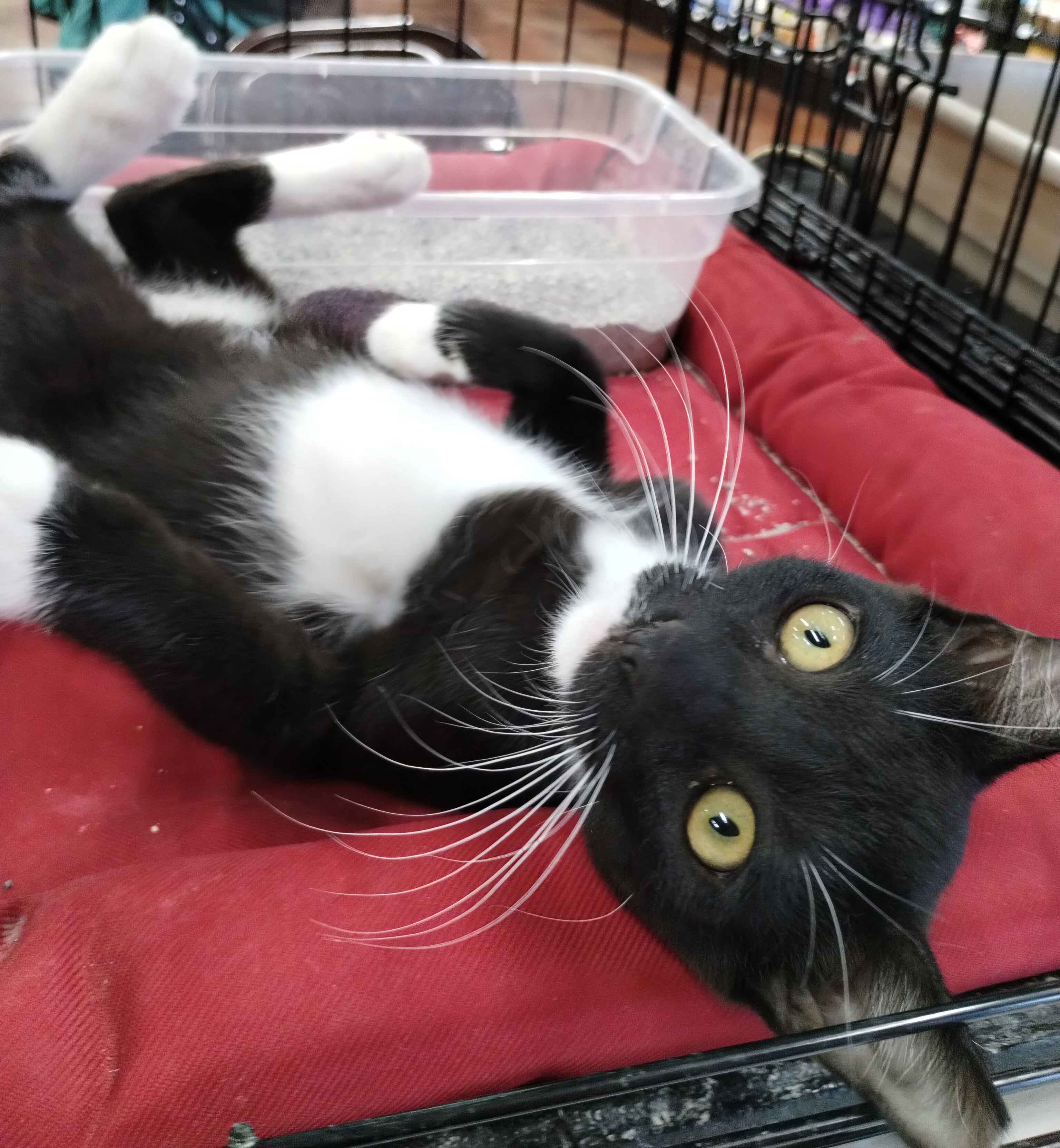 Marco, a Adoptable Domestic Short Hair in Chandler, AZ image 2/2