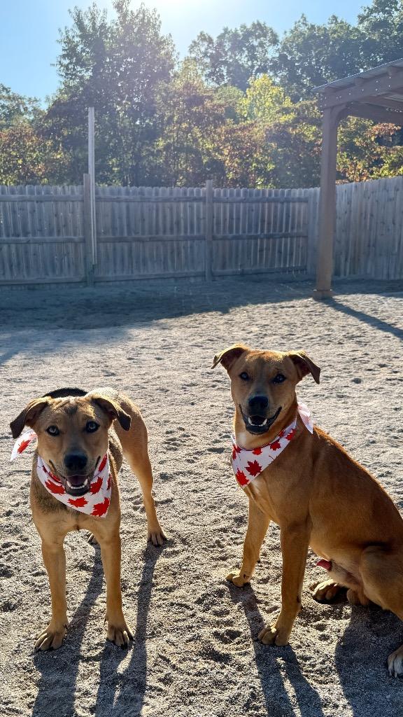 Enlarge Huck, a Adoptable mixed breed in Muskegon, MI image 1/3