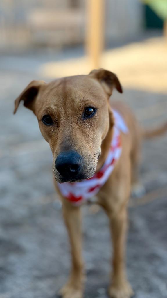 Huck, Adoptable, Young Male Labrador Retriever & Mixed Breed.