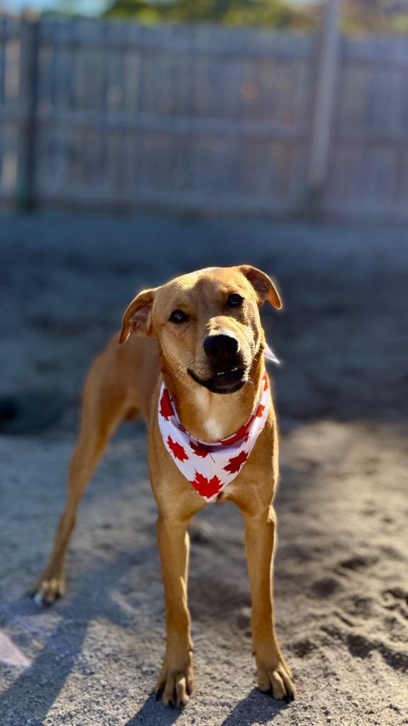 Enlarge Huck, a Adoptable mixed breed in Muskegon, MI image 2/3