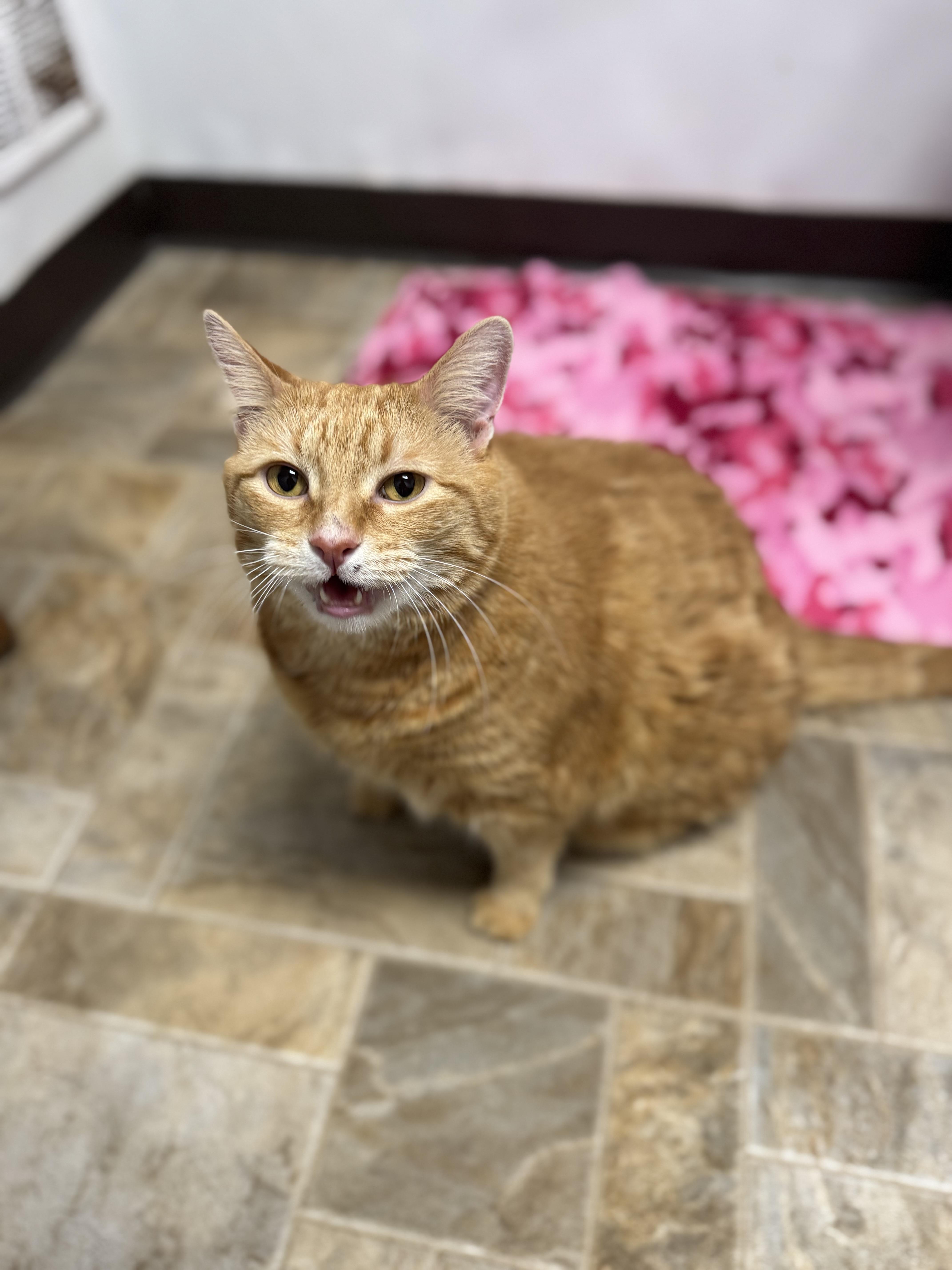 Jade - Fee Waived, adopted, Senior Female Domestic Short Hair.