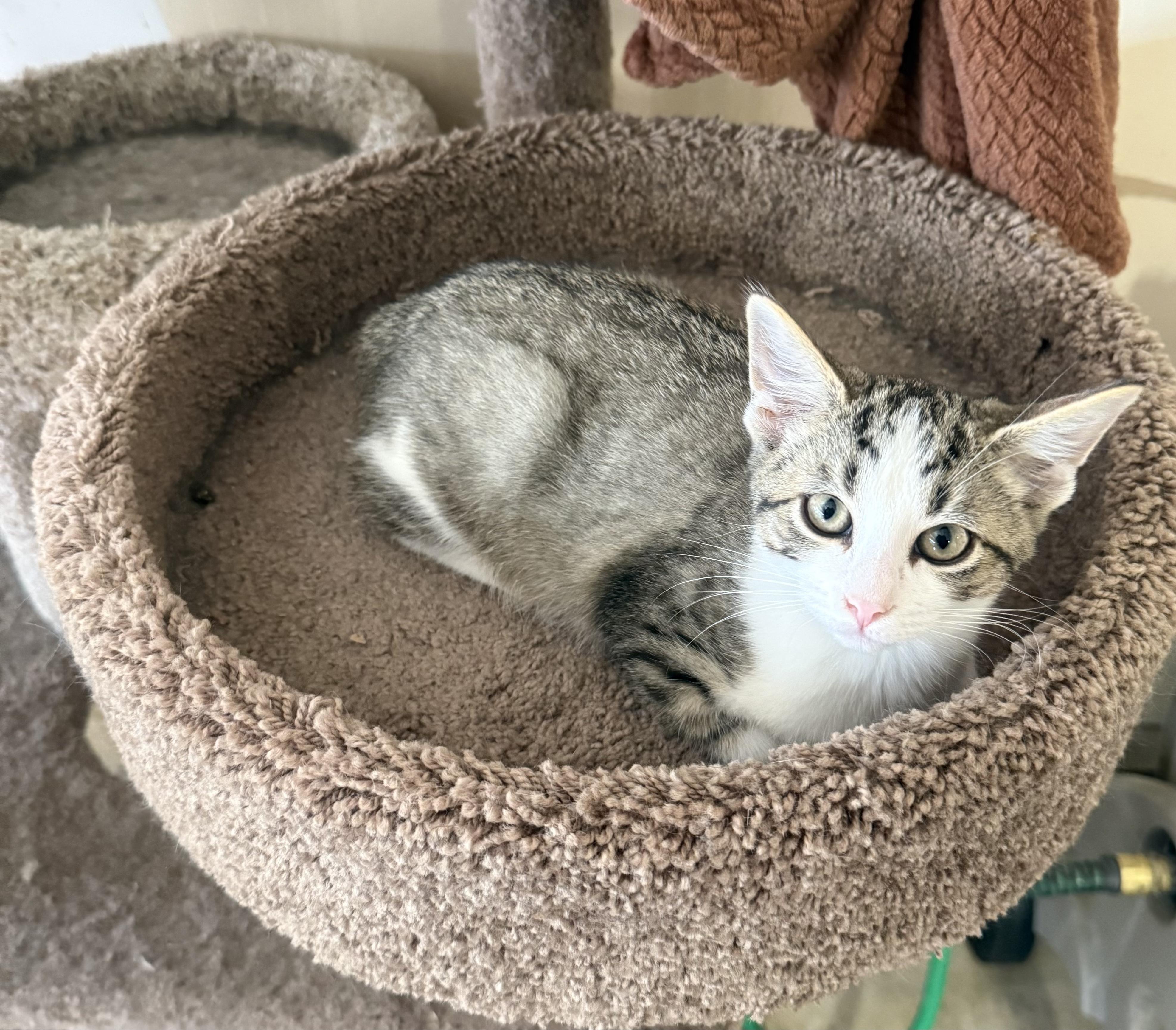 Griffin, a Adoptable Tabby in Pickerington, OH image 2/3