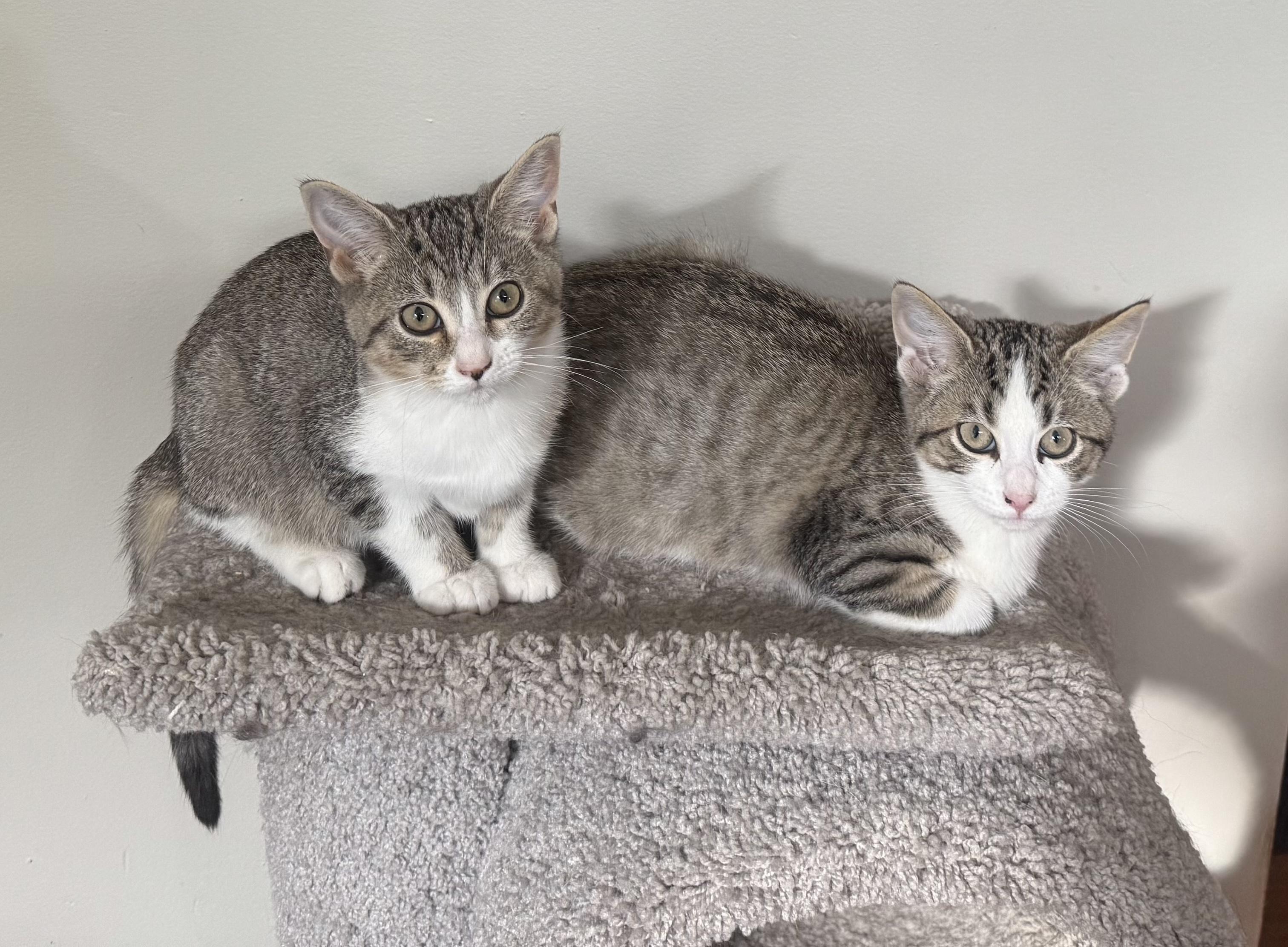 Griffin, a Adoptable Tabby in Pickerington, OH image 3/3