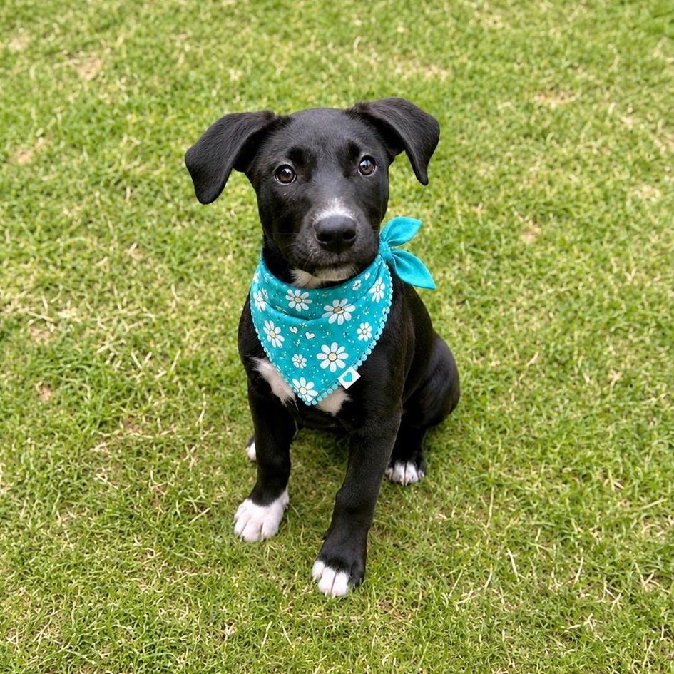 Annie, Adoptable, Puppy Female Retriever & Hound.
