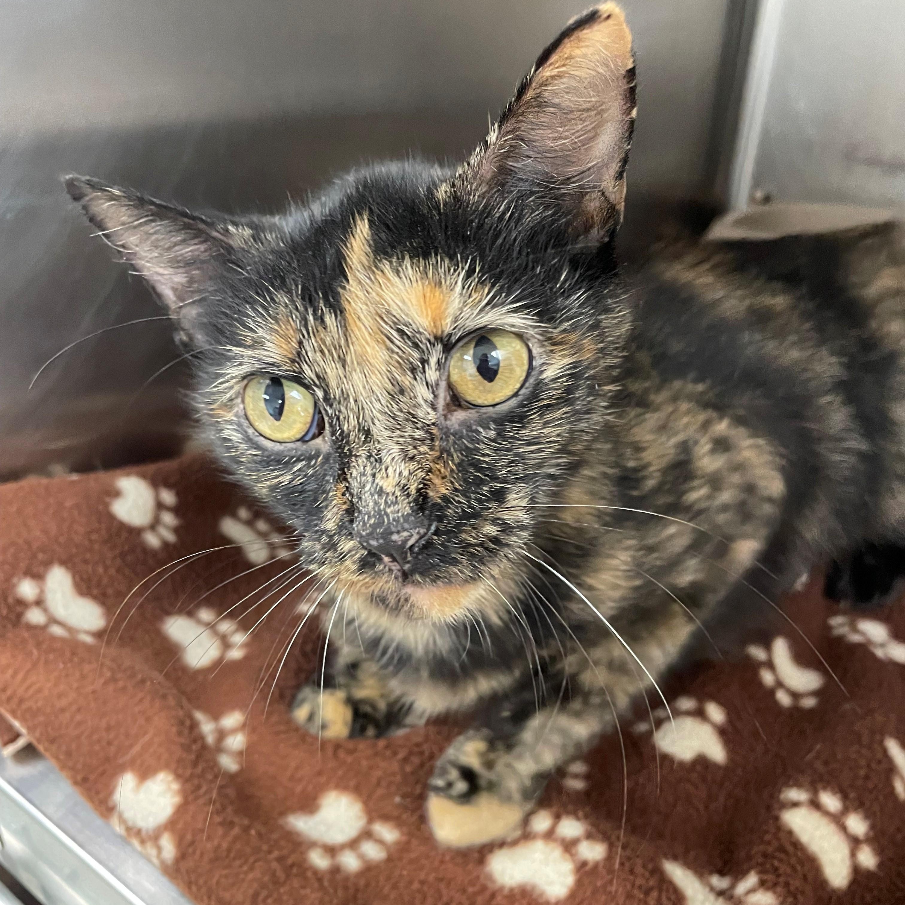 Lucy, a Adoptable Domestic Short Hair in Benton Harbor, MI image 3/4