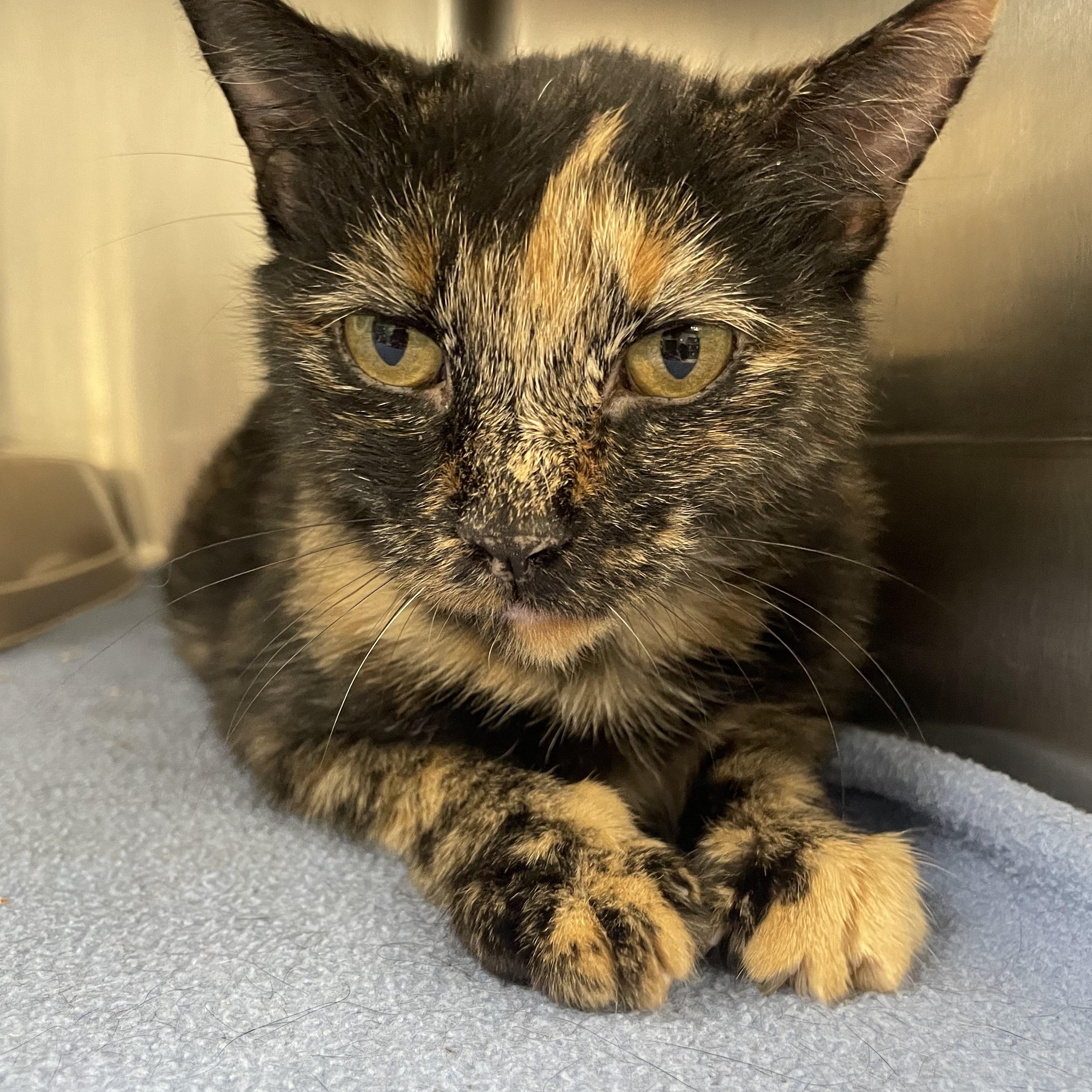 Lucy, a Adoptable Domestic Short Hair in Benton Harbor, MI image 1/4