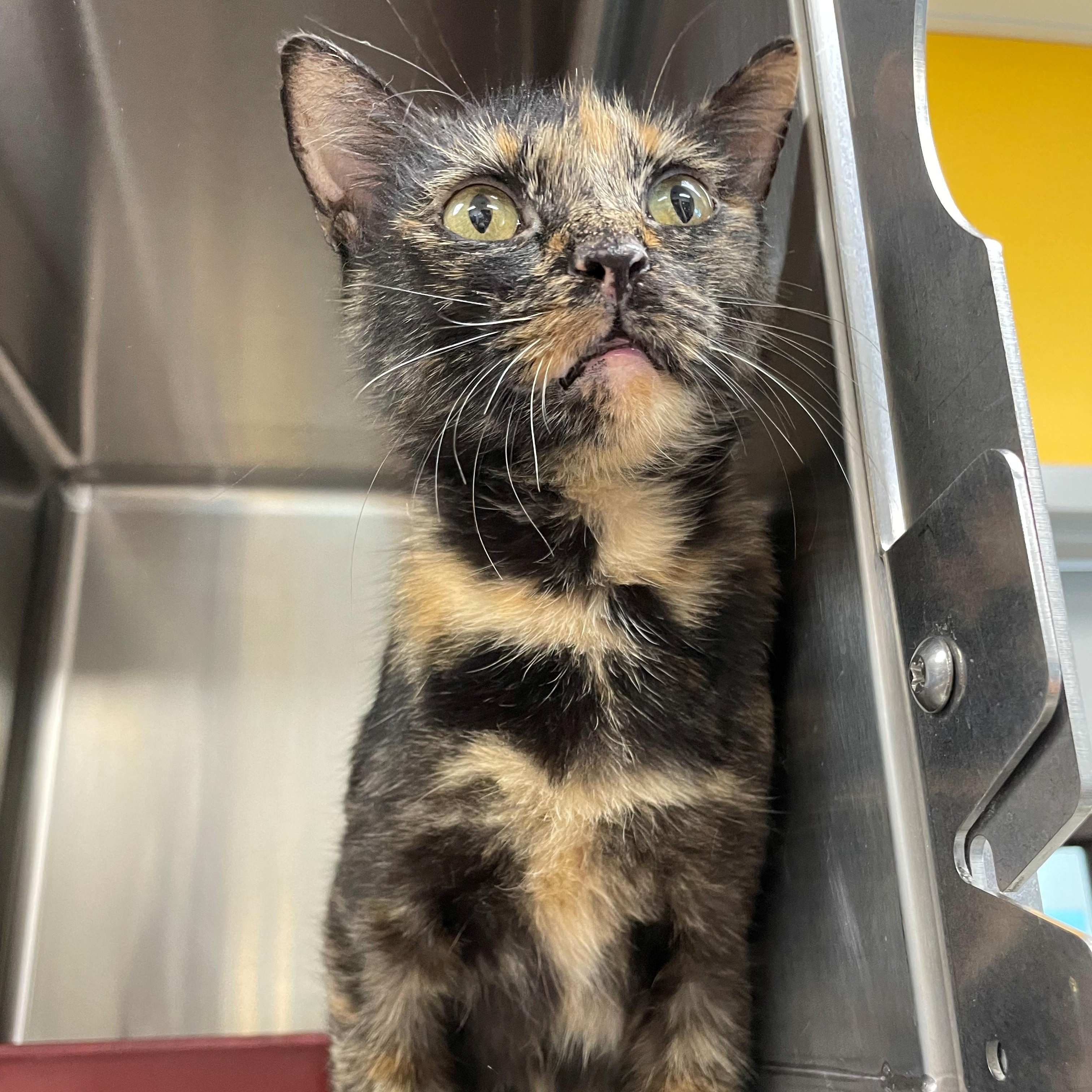 Lucy, a Adoptable Domestic Short Hair in Benton Harbor, MI image 4/4