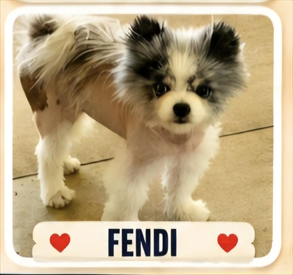 Enlarge Fendi, a ADOPTABLE Pomeranian in Lancaster, CA image 1/1