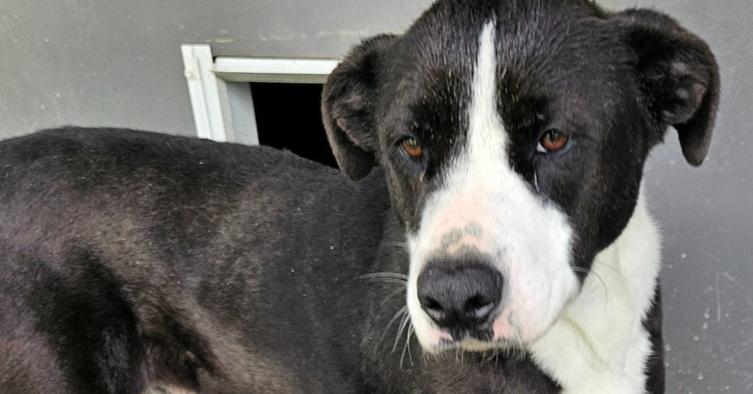 Harold, Adoptable, Adult Male Labrador Retriever & Mixed Breed.