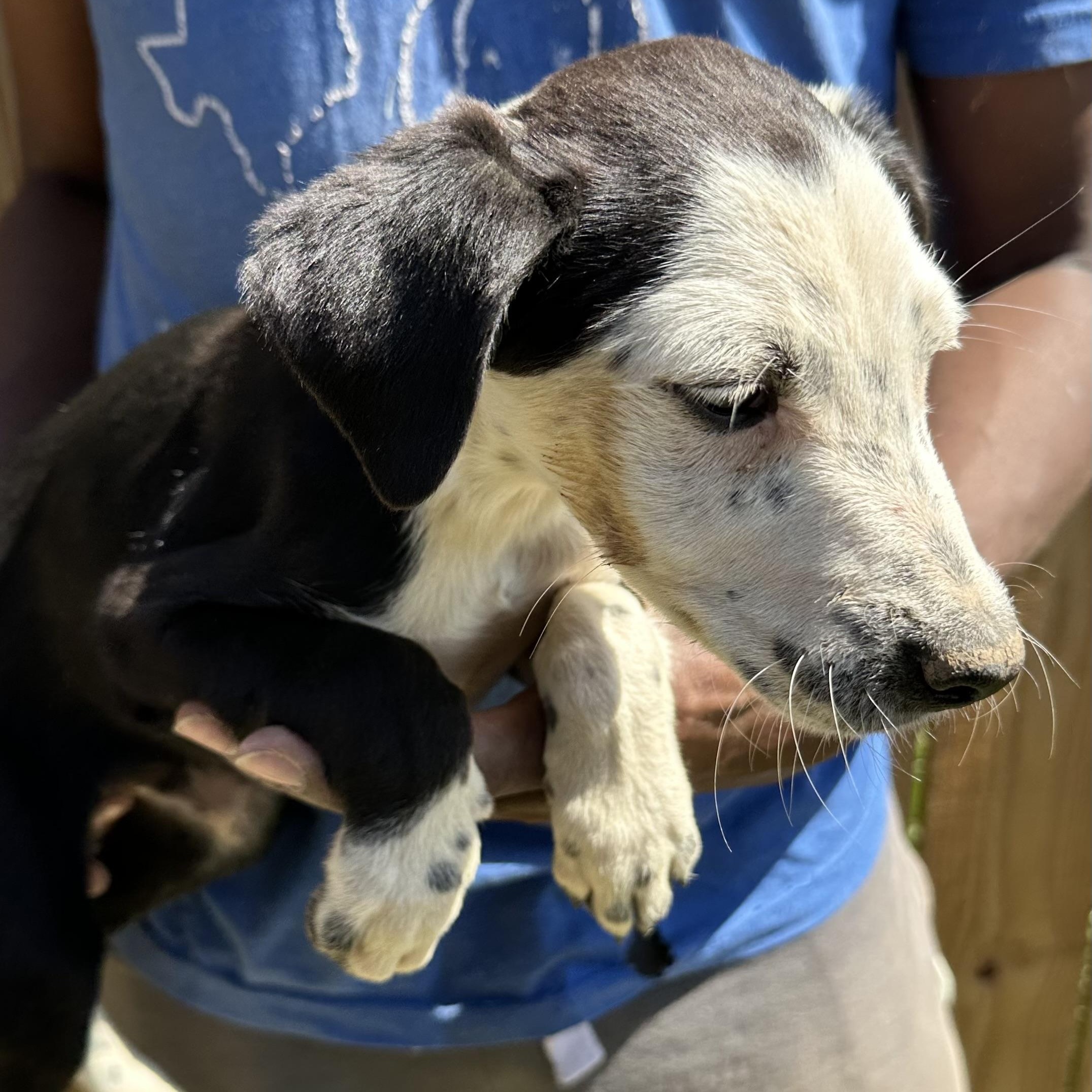 Briscoe - Local August 28-30, an adoptable mixed breed in Happy Valley , OR image 2/4