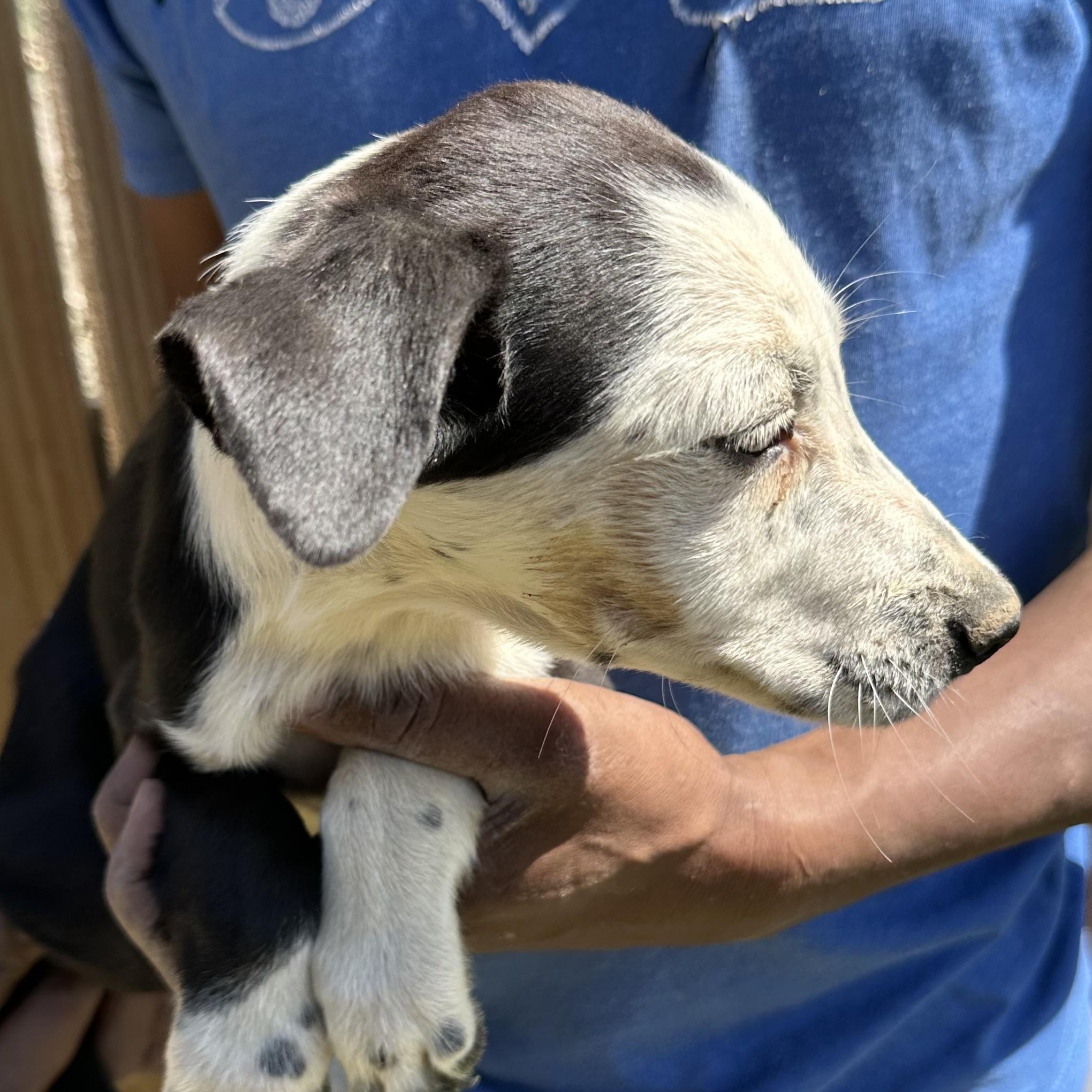 Briscoe - Local August 28-30, an adoptable mixed breed in Happy Valley , OR image 4/4