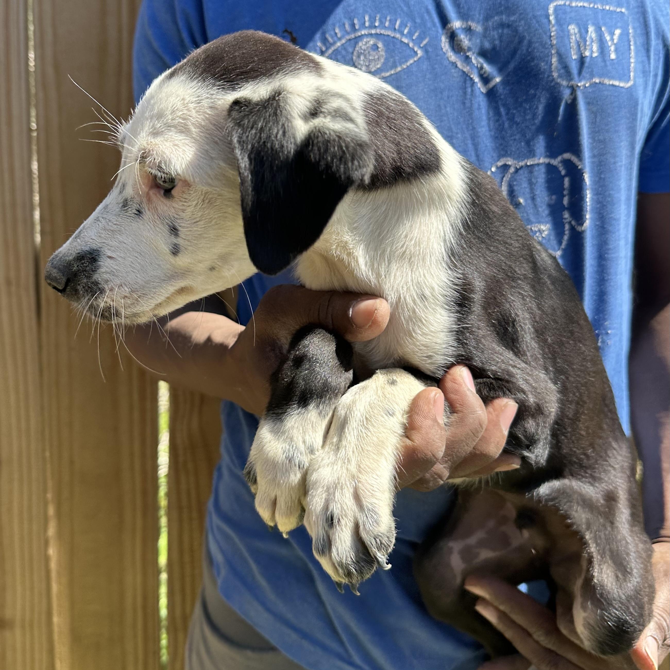 Briscoe - Local August 28-30, an adoptable mixed breed in Happy Valley , OR image 3/4