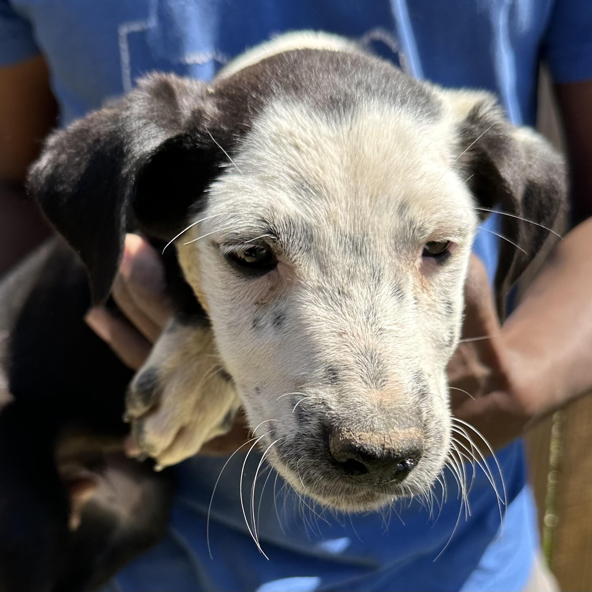 Briscoe - Local August 28-30, adoptable, Puppy Male Australian Cattle Dog / Blue Heeler & Labrador Retriever.