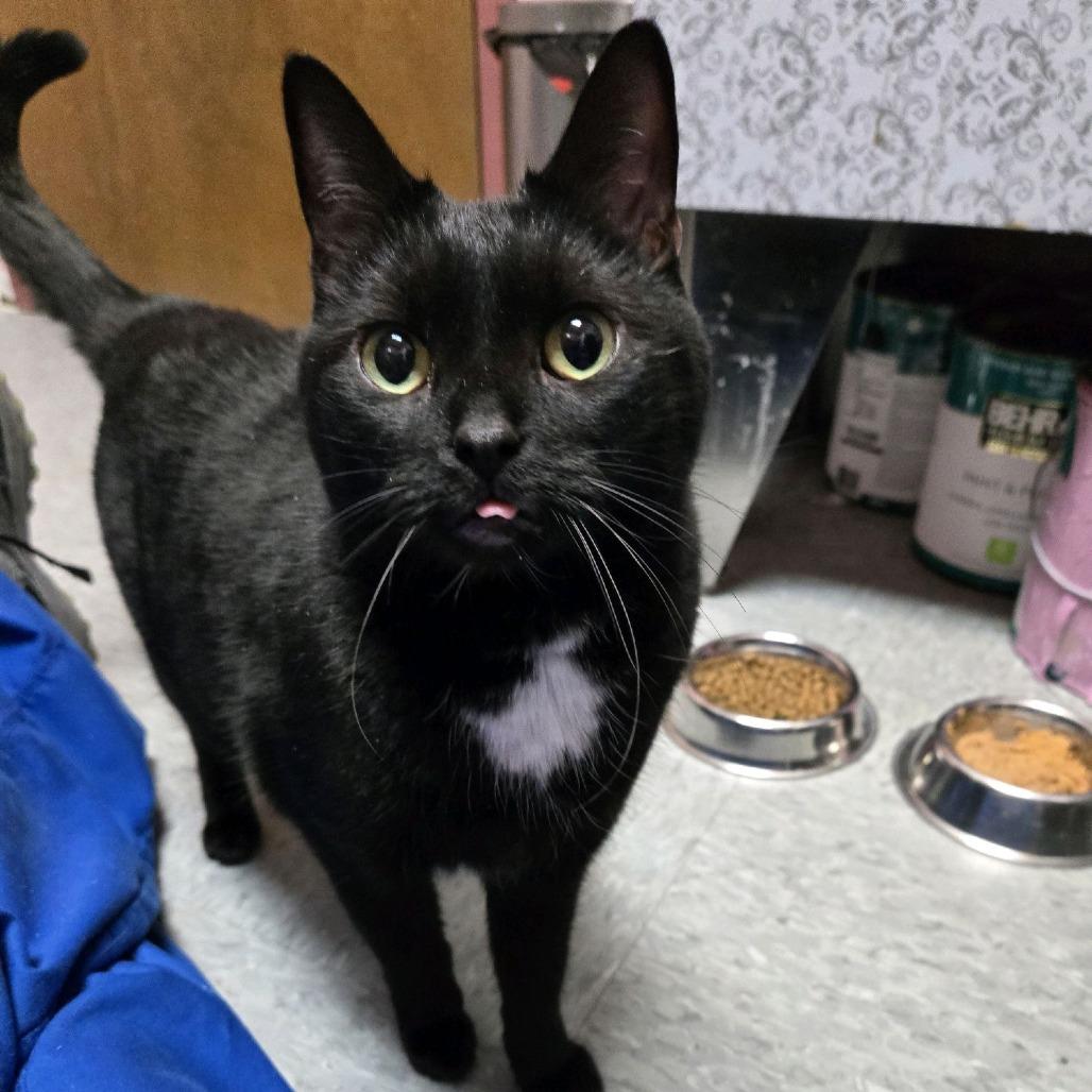 Sassy, Adoptable, Adult Female Domestic Short Hair.