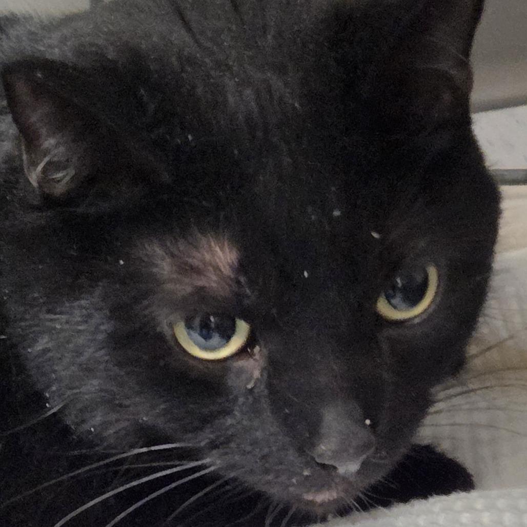 Sassy, Adoptable, Adult Female Domestic Short Hair.