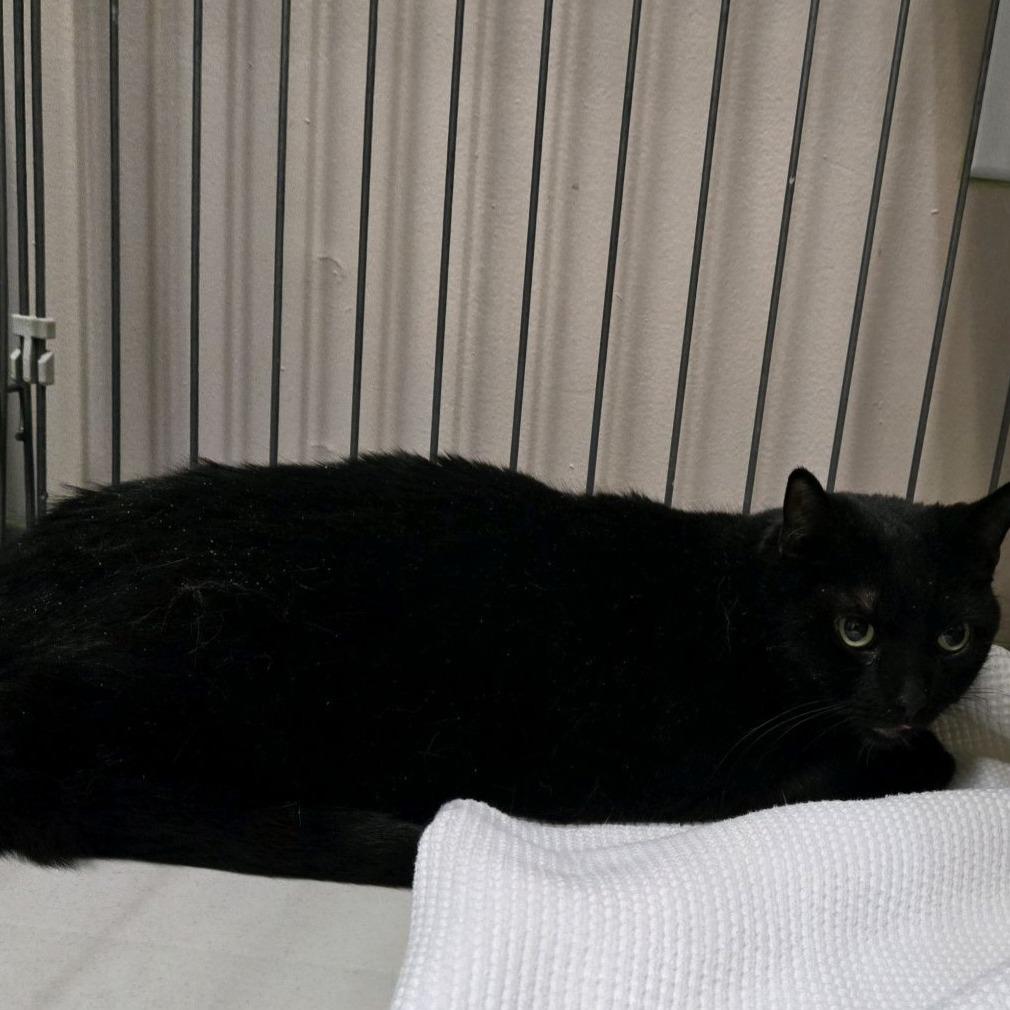 Enlarge Sassy, a Adoptable Domestic Short Hair in Branson, MO image 2/2