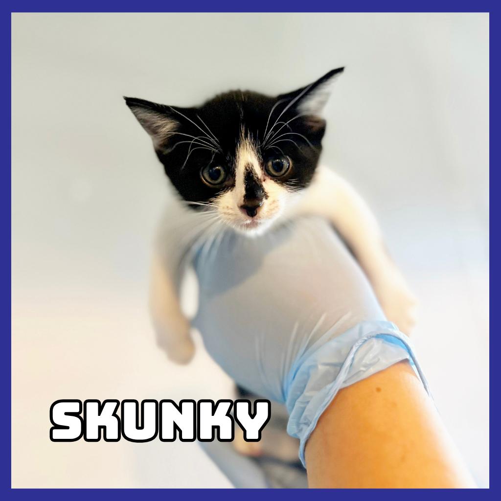 Skunky, Adoptable, Kitten Female Domestic Short Hair.