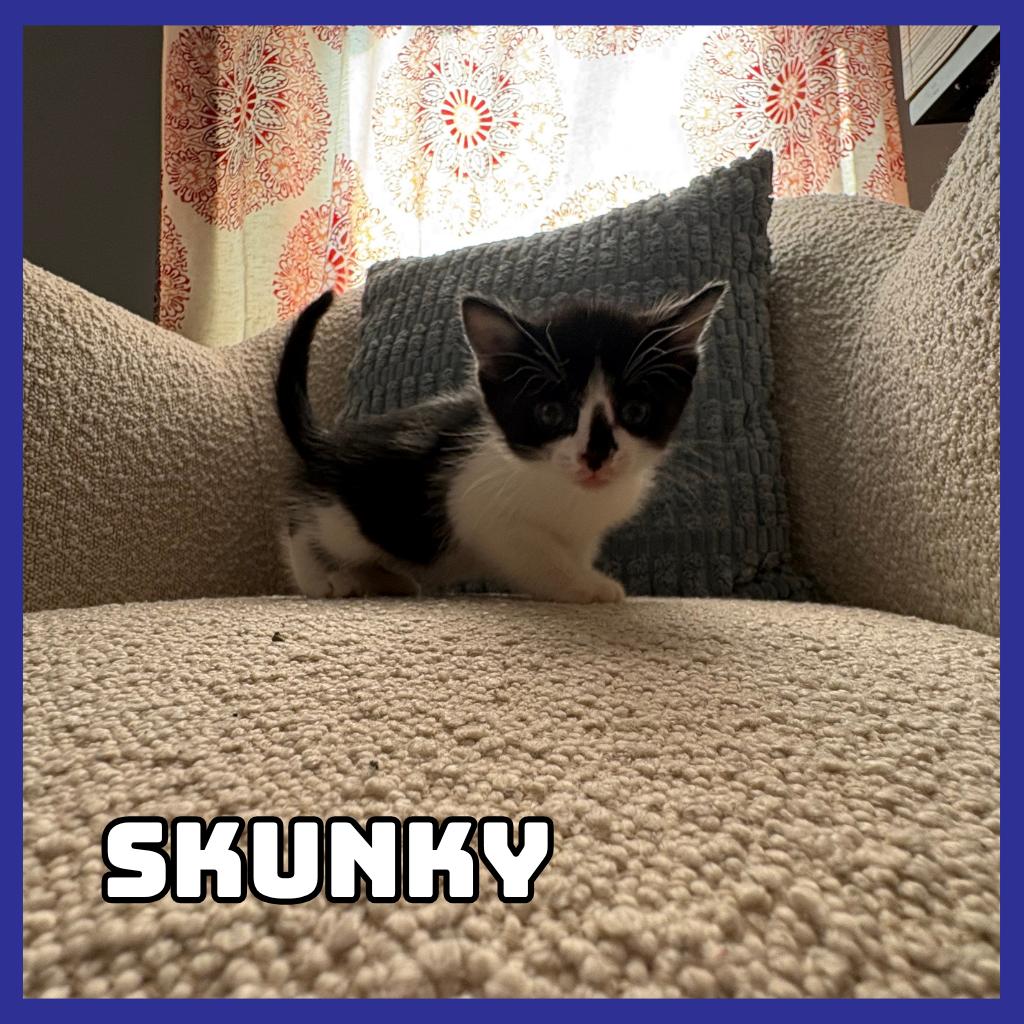 Enlarge Skunky, a Adoptable Domestic Short Hair in Glenwood, MN image 2/2