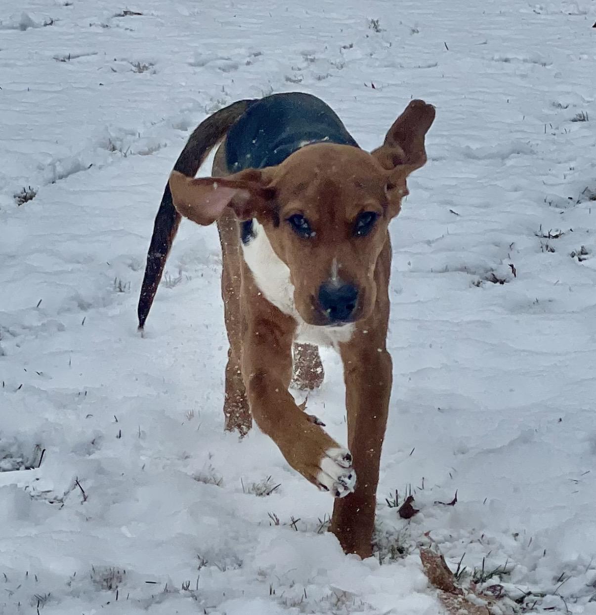 Enlarge Boone, a ADOPTABLE mixed breed in Cleveland, OH image 5/6