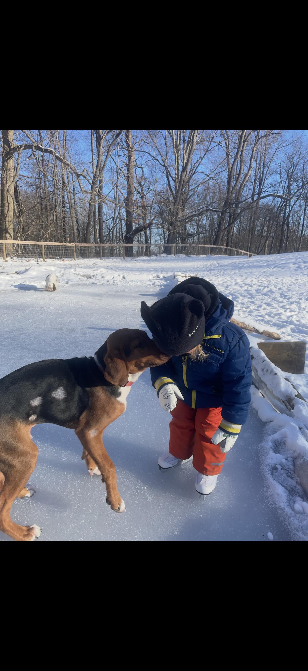 Enlarge Boone, a ADOPTABLE mixed breed in Cleveland, OH image 6/6