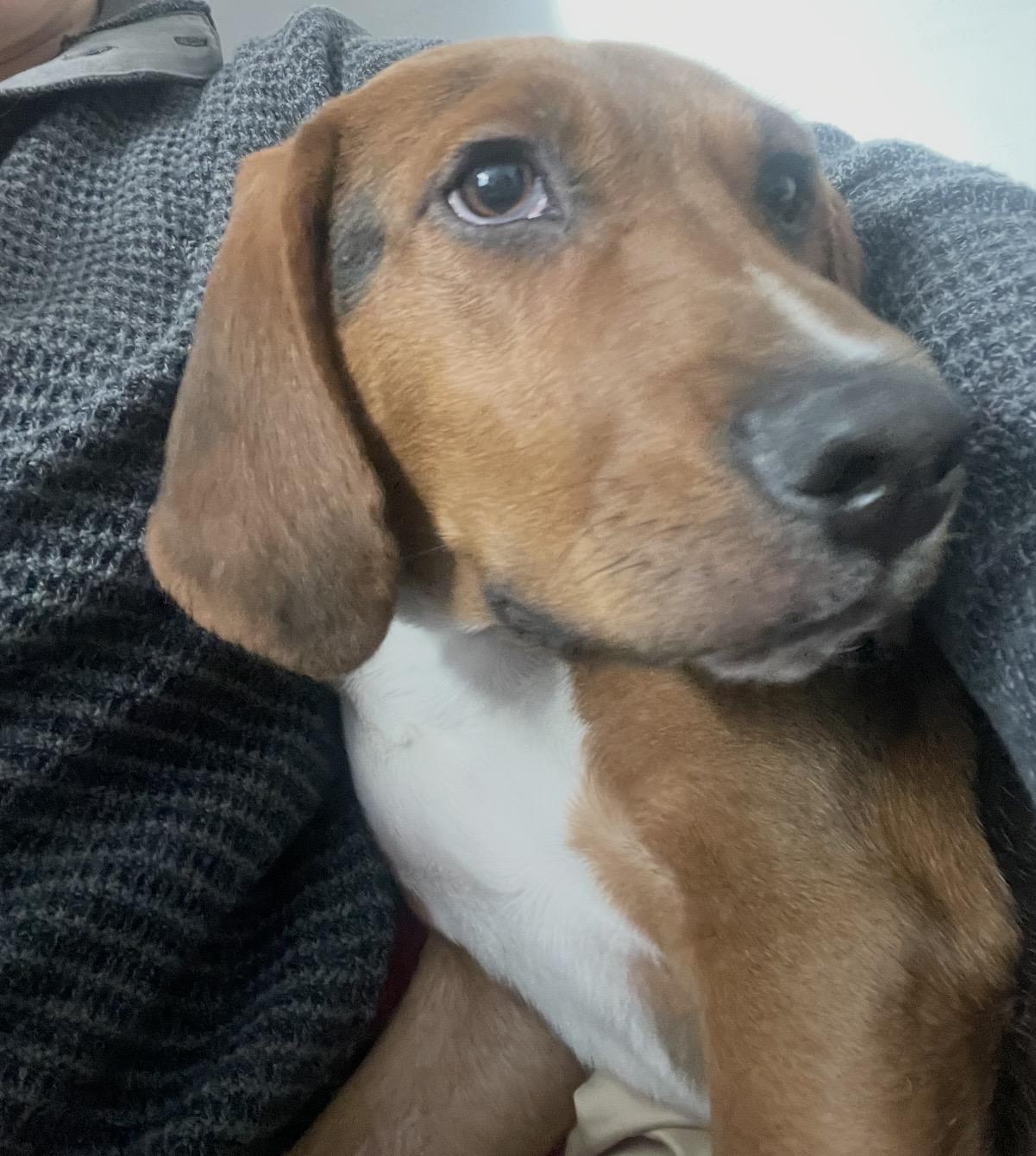 Boone, ADOPTABLE, Puppy Male Hound & Beagle.