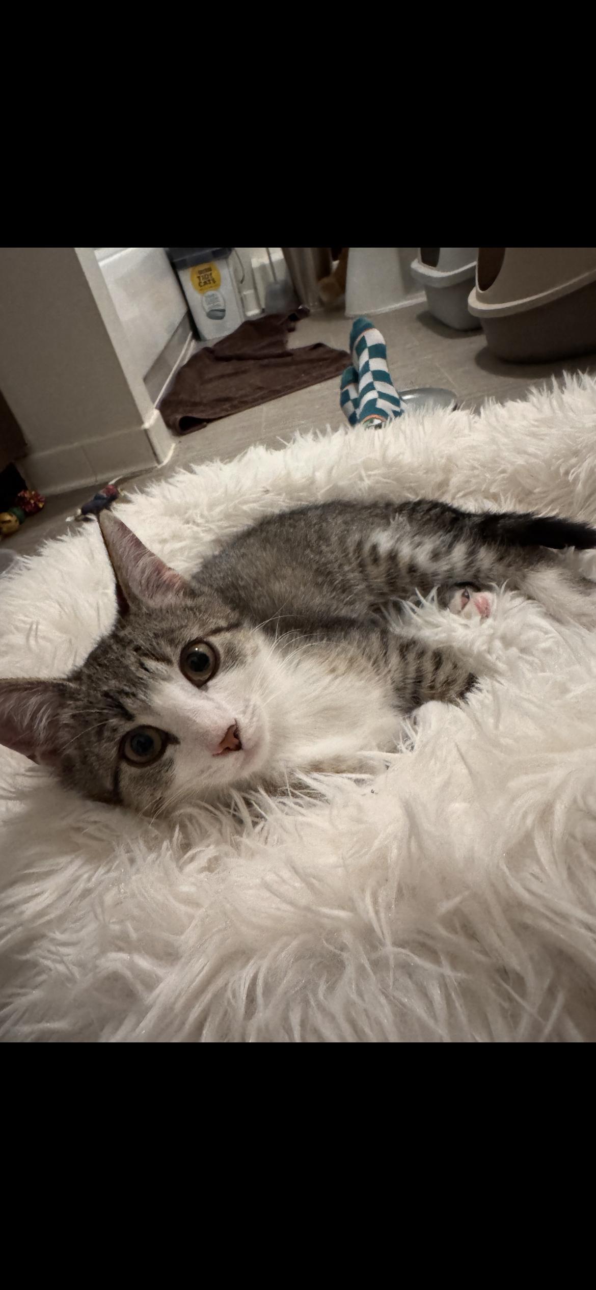 Clara - cuddle bug, Adoptable, Young Female Tabby & Domestic Short Hair.