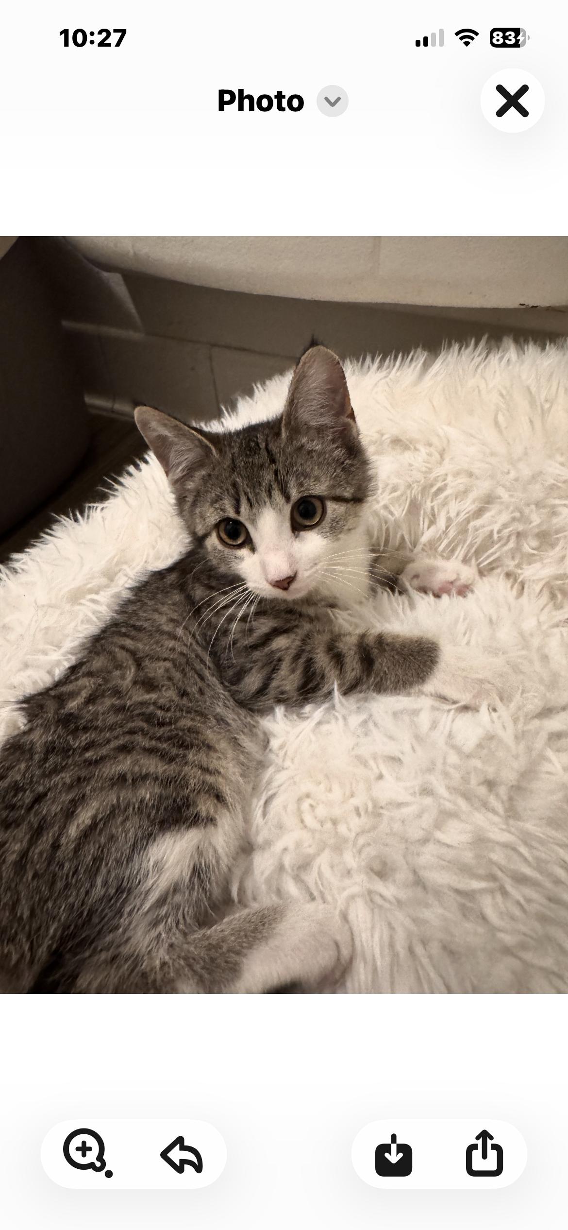 Enlarge Clara - cuddle bug, a Adoptable mixed breed in Macomb, MI image 2/2