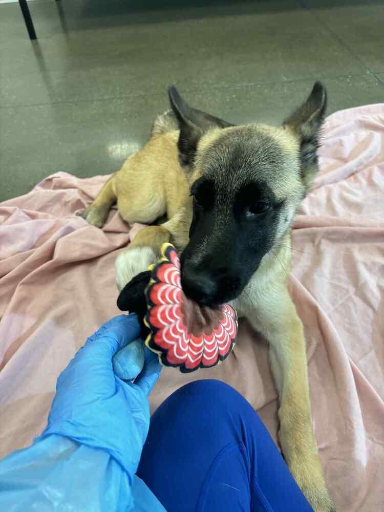 Amika FKA Amelia — thumbnail 2