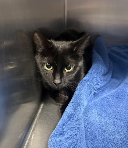 Enlarge Sabrina, a ADOPTABLE Domestic Short Hair in Worcester, MA image 1/1