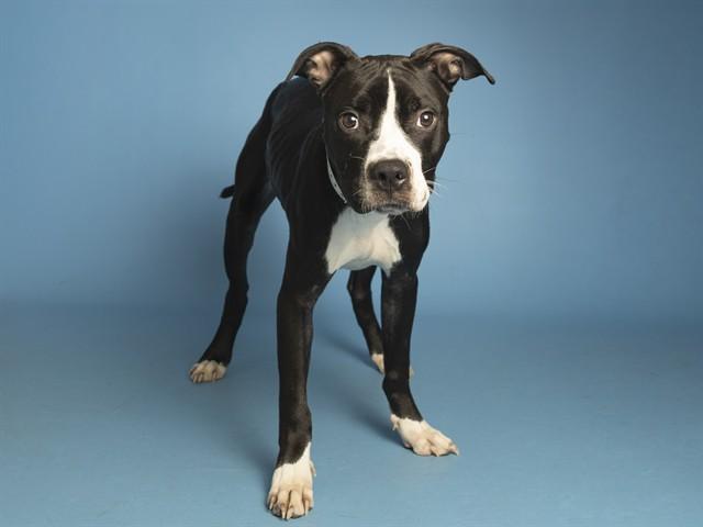 OAKLEY, Adoptable, Young Female Pit Bull Terrier & Mixed Breed.