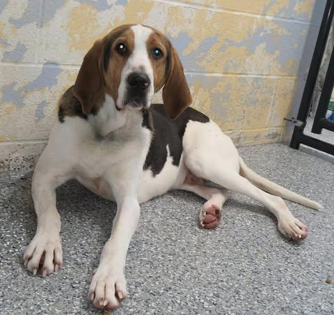 Enlarge cashew, a ADOPTABLE Coonhound in Jackson, OH image 3/4