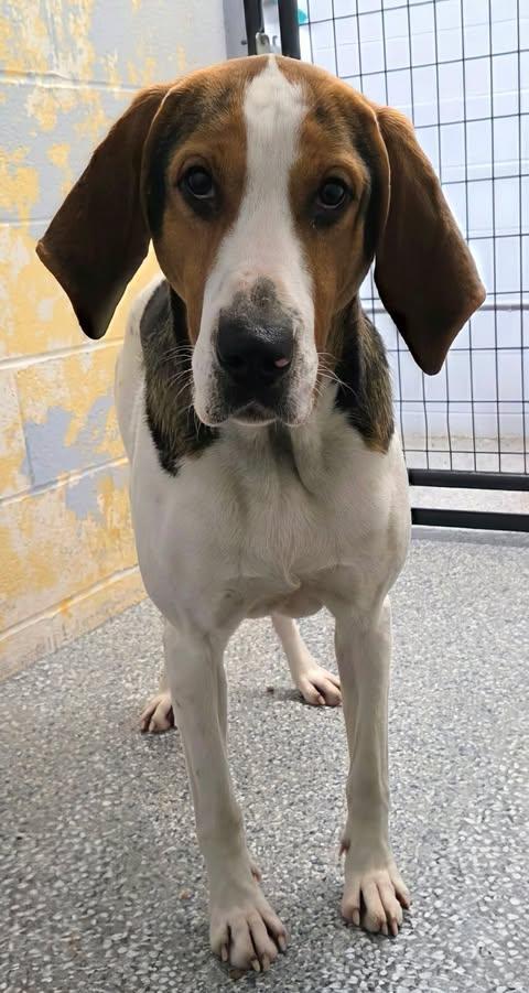 Enlarge cashew, a ADOPTABLE Coonhound in Jackson, OH image 4/4