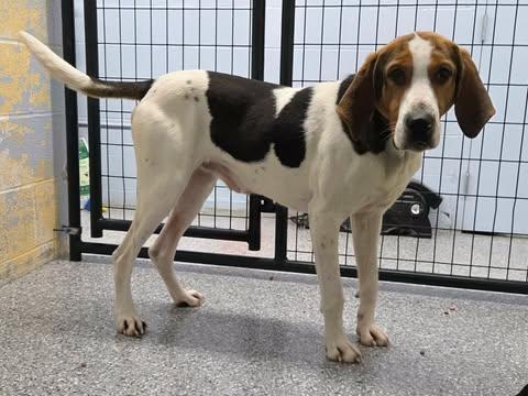 Enlarge cashew, a ADOPTABLE Coonhound in Jackson, OH image 1/4