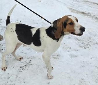 Enlarge cashew, a ADOPTABLE Coonhound in Jackson, OH image 2/4